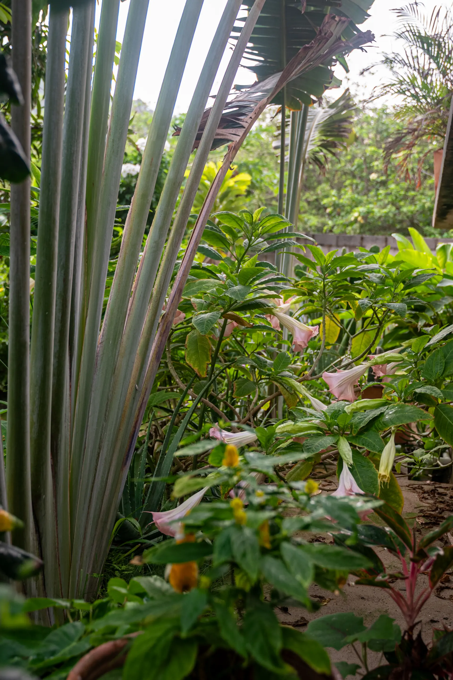 Jardin de la Casa Bachue
